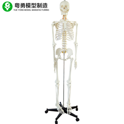 Intero modello di scheletro del corpo umano/a grandezza naturale di scheletro anatomico degli esemplari