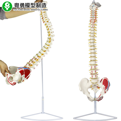 Testa medica del femore del punto del muscolo del bacino del modello della colonna vertebrale anatomica