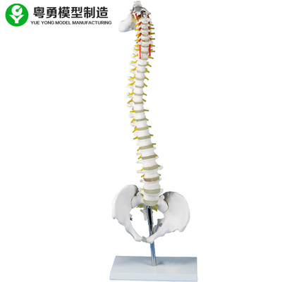 Simulatore di scheletro di modello delle vertebre lombari con insegnamento medico del supporto del metallo