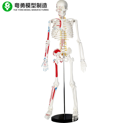 Modello di scheletro umano a grandezza naturale di plastica con i muscoli 85cm 2,0 chilogrammi di peso