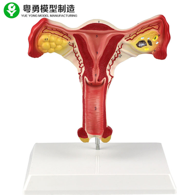 Apprendimento vaginale di modello anatomico femminile degli studenti dell'ovaia umana dell'utero