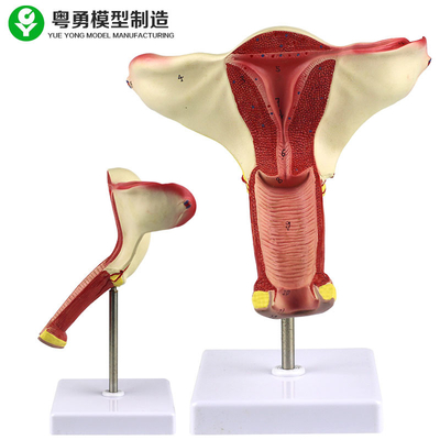 Modello umano di anatomia dell'utero/esposizione d'istruzione di modello di dimostrazione dell'ovaia utero della vagina