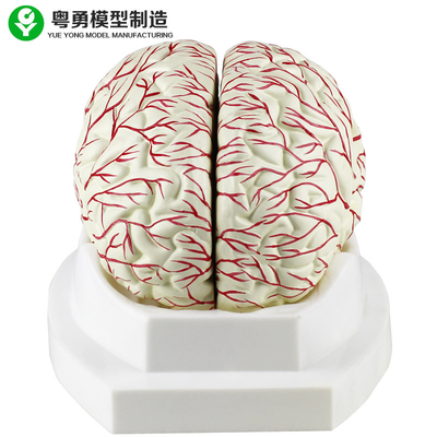 L'esposizione medica dell'arteria cerebrale del modello del cervello umano può essere divisa in 8 parti