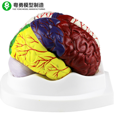 Il modello dell'anatomia del cervello umano/cervello di plastica educativo modella il materiale del PVC
