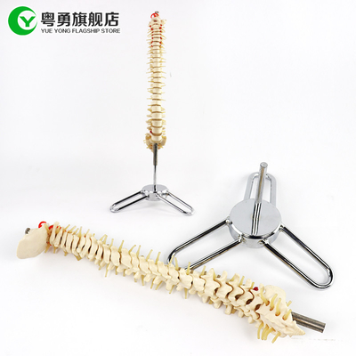 Dimensione di scheletro del modello della spina dorsale di medie dimensioni/del modello 10X38X10CM anatomia della spina dorsale