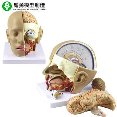 Modello di plastica di anatomia della testa umana del modello/PVC del cranio di anatomia con il cervello