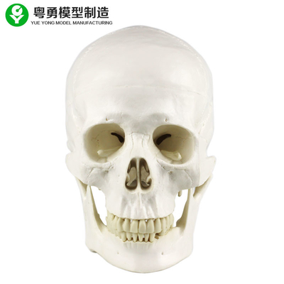 Modello del cranio di anatomia/tipo umani modello medico a grandezza naturale di anatomia del cranio