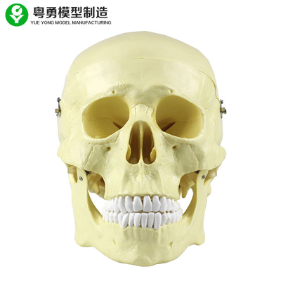 Alta precisione capa di dimensione del pacchetto della plastica 20X14X20 cm del modello del cranio di anatomia singola