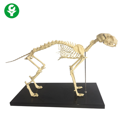 L'anatomia animale dell'osso naturale scheletrico modella/modello anatomico dello scheletro del gatto