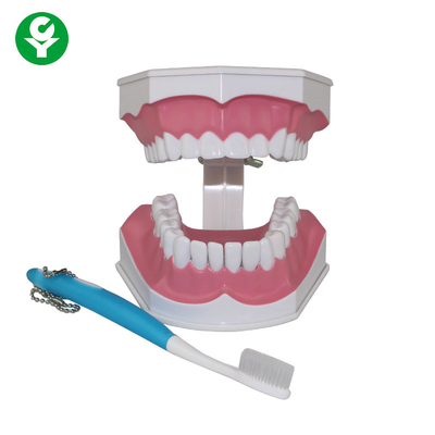 Modello umano dei denti per la dimostrazione di istruzione di spazzolatura di dente degli studenti dentari