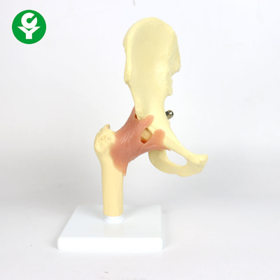 Il modello di plastica dell'articolazione dell'anca dell'anatomia per l'insegnamento dei 0,6 chilogrammi sceglie il peso lordo