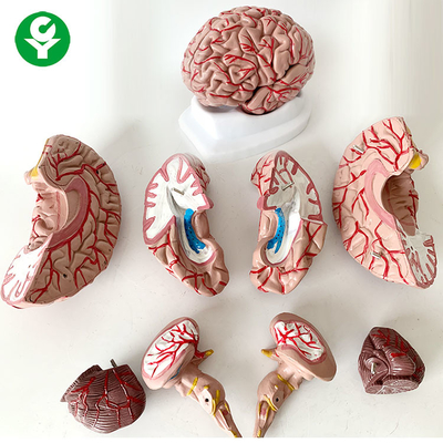 8 parti del cervello di anatomia del modello di oggetto 1,5 chilogrammi a grandezza naturale umani di scienza medica