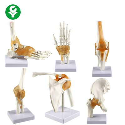 Osso umano a grandezza naturale del modello del giunto della mano del modello dei giunti/del piede del ginocchio dell'anca gomito della spalla