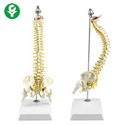 arteria di modello di scheletro della vertebra delle radici nervose del cavo della spina dorsale sospesa 40CM inclusa