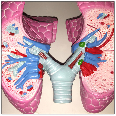 Modello di plastica 19x13x17cm d'apprendimento viscerale degli organi del corpo umano del polmone di COPD