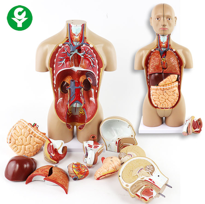 Unsex il torso che gli organi di modello include lo stomaco capo del cuore dei polmoni del cervello del tronco