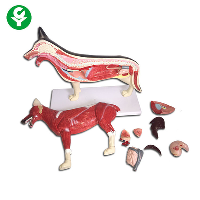 La figura l'anatomia animale del cane modella il fegato del cuore del polmone del corpo intero disponibile