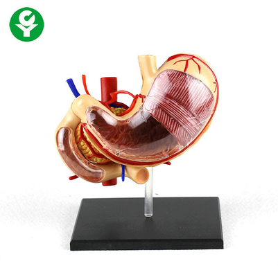0,5 chilogrammi del PVC di anatomia del corpo umano degli organi di sostegno gastrico della scuola sperimentale smontabile