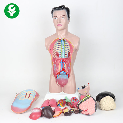 alto modello del torso del corpo umano di 44cm/modello maschio anatomia di anatomia 3,0 chilogrammi