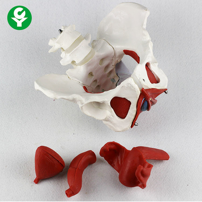 Modello umano del bacino con la dimensione singola 38X35X25cm anatomica del pacchetto del pavimento dei muscoli 