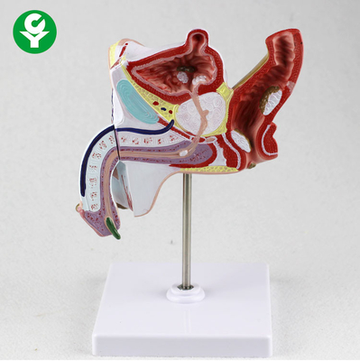Insegnamento urogenitale delle parti del corpo del sistema urogenitale di istruzione anatomico dei modelli