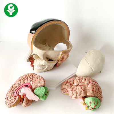 Pacchetto anatomico del cervello di anatomia dell'arteria cranica strutturale 20X18X18 cm del modello