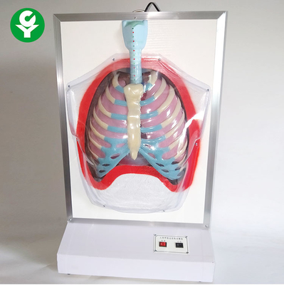 Manichini elettrici di istruzione medica/modello umano apparato respiratorio di moto