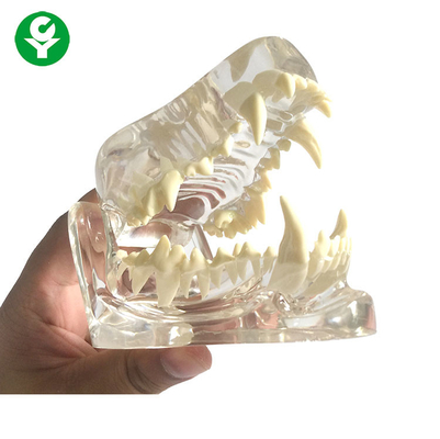 Denti di cane trasparenti/dentari dell'osso della mandibola del cranio del cane dell'anatomia modellano il materiale del PVC