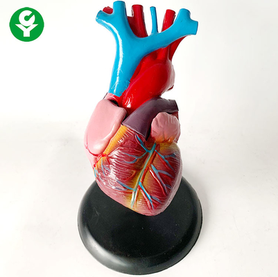 Modello/cuore degli organi del corpo umano di anatomia che prepara il modello di sistema dell'organo viscerale