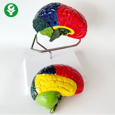 Un modello a grandezza naturale anatomico del cervello di una separazione cromatica di due fette 1,0 chilogrammi