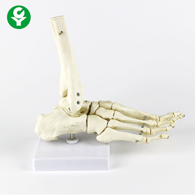Funzionale dei giunti del piede destro multi di colore bianco metacarpale umano del modello