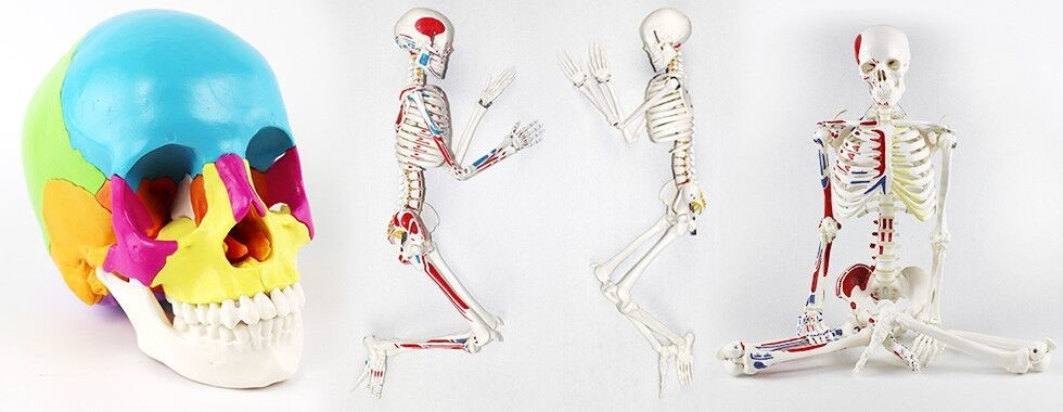 Modello dello scheletro del corpo umano