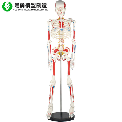 Il modello di scheletro adulto del corpo umano/anatomia umana dello scheletro e del muscolo modellano