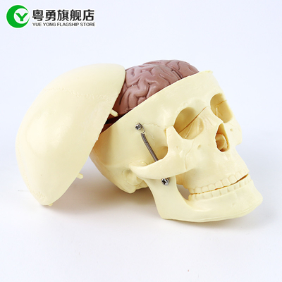 Modello medio del cranio di anatomia/cranio di plastica umano con il cervello anatomico