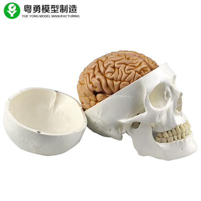 Replica umana a grandezza naturale del cranio compreso 8 parti di cervello staccabile di insegnamento medico