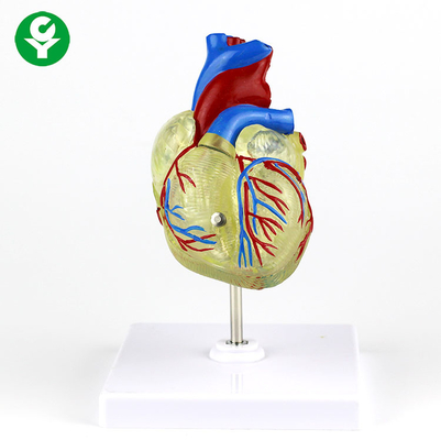 Plastica trasparente del modello medico adulto umano del cuore per la dimostrazione